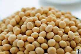 Soya Bean From Vietnam