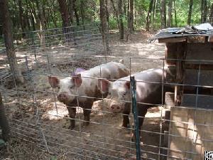 Welded Wire Hog Panels