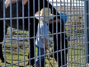 Welded Wire Horse Panels