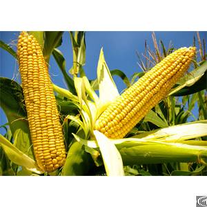 corn oil processing line
