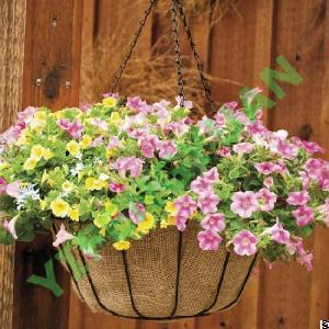 hanging basket