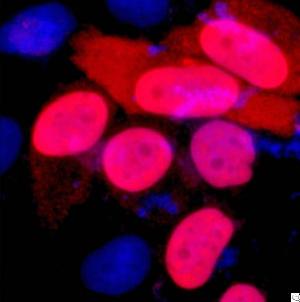 Anti-ddddk Tag Mouse Monoclonal Antibody 1b10