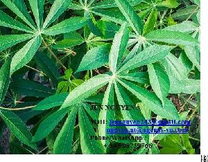 cassava leaf vietnam