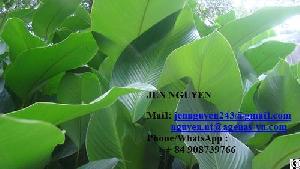 Dong Leaf From Vietnam With High Quality