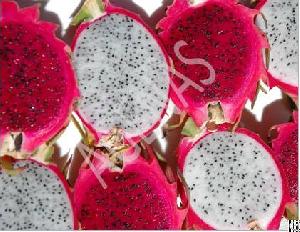 Fresh Dragon Fruit