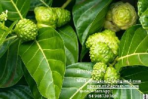 Noni Powder With High Quality From Vietnam