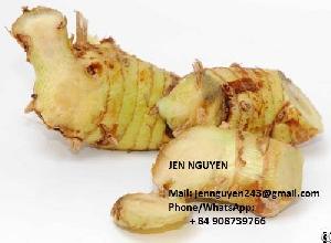 Fresh Galanga With Competitive Price