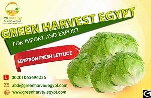 egyptian lettuce green harvest egypt import export