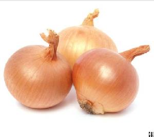 egyptian onion egyfruits export agricultural egypt