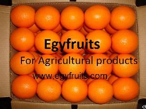 Egyptian Fresh Valencia Orange