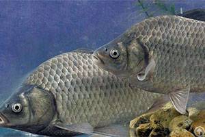 raise crucian carp