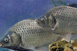 How To Raise Crucian Carp