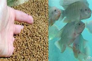 Processing Technology Of Extruded Fish Feed Pellets