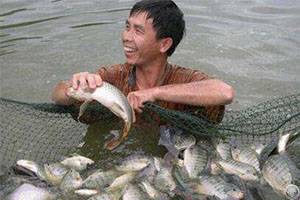 Reasons For The Low Efficiency Of Tilapia Breeding