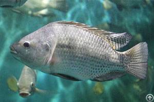 tilapia growth environment