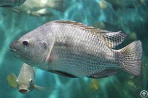 Tilapia Growth Environment