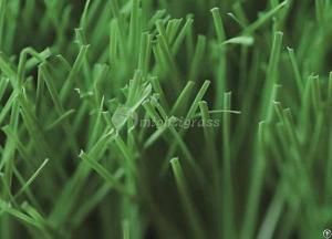 Residential Artificial Grass, Mt-venus