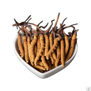 Cordyceps Extract