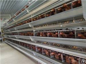 galvanized chicken cage poultry farm house