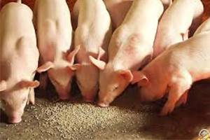 Animal Feed Machine Can Reduce The Cost Of Raising Pigs