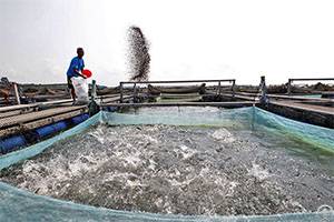Catfish Feed Pellets Production Process