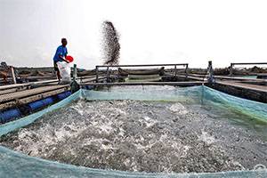 catfish feed pellets