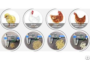 How To Make Chicken Feed Pellet For Layers