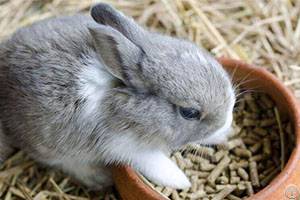 knowledge rabbit feed pellet mill