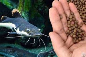 Why Choose Fish Feed Pellets To Feed Your Fishery