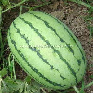 Chinese High Quality Hybrid Watermelon Seeds