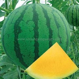 f1 hybrid watermelon seeds