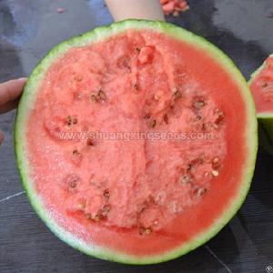 planting hybrid f1 gift watermelon seed