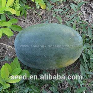 Tropical Seedless Triploid Watermelon Seed