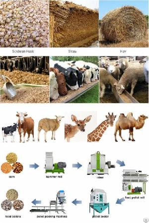 ruminant animal feed plan