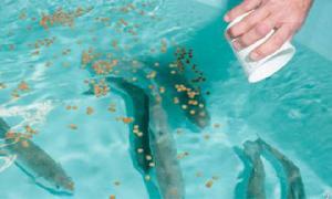 catfish farming nigeria