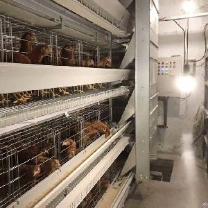 H Type Chicken Layer Cage