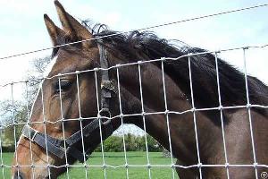 horse fence