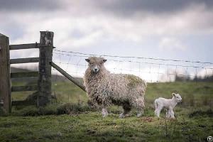 Sheep Goat Fence