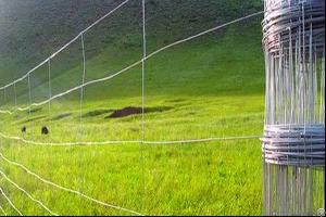 Cattle Fence