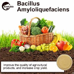 bacillus amyloliquefaciens