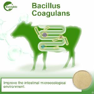 Bacillus Coagulans