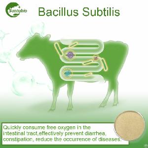 bacillus subtilis