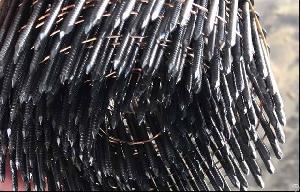 Wire Collated Coil Nail