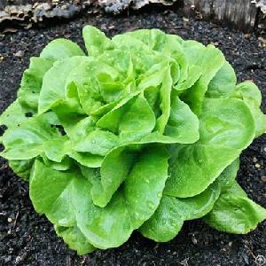 loose leaves cream lettuce