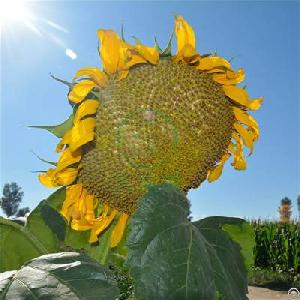 Newly Bred Three-line Hybrid Early Maturity Oil Sunflower