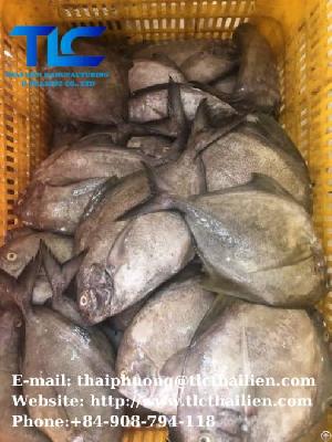 Frozen Black Pomfret Fish