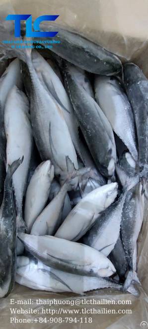 frozen horse mackerel