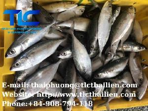 Frozen Indian Mackerel Fish