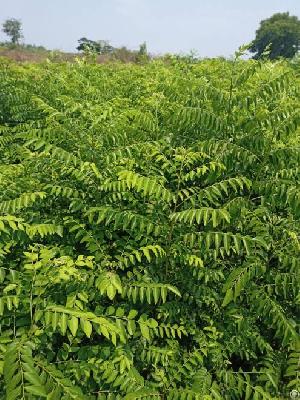 Curry Leaves