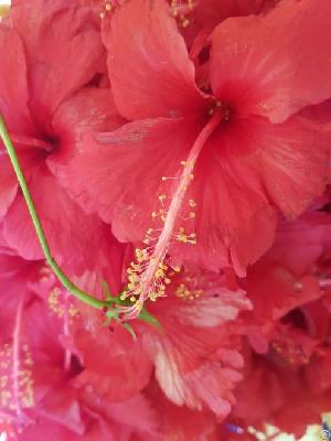 Hibiscus Flowers